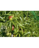 Malla Antipájaros 2x10 Stocker  Protección Durable para Jardín y Cultivos