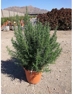 ROSMARINUS OFFICINALIS GORIZIA CT24