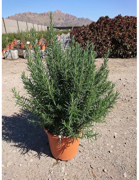 ROSMARINUS OFFICINALIS GORIZIA CT24