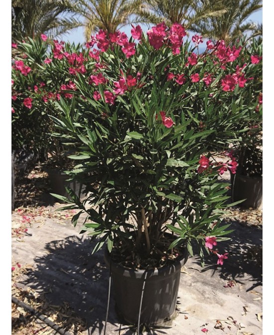 Nerium Oleander (Adelfa)  Arbusto Perennifolio con Floración Duradera | Endanea Garden

