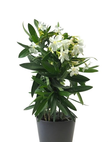 Adelfa Blanca (Nerium Oleander)  Arbusto Perenne Resistente y Elegante