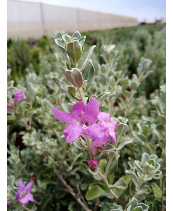 Leucophyllum frutescens  Arbusto Perennifolio Resistente y de Bajo Riego | Endanea Garden

