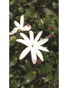 Jasminum glaucum  Jazmín Perennifolio Resistente y Perfume Natural | Endanea Garden
