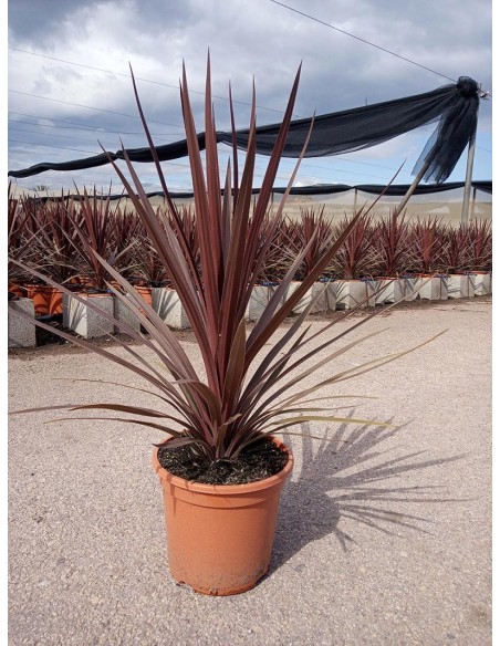 Cordyline australis Red Star  Planta Exótica de Follaje Rojo para Jardín | Endanea Garden