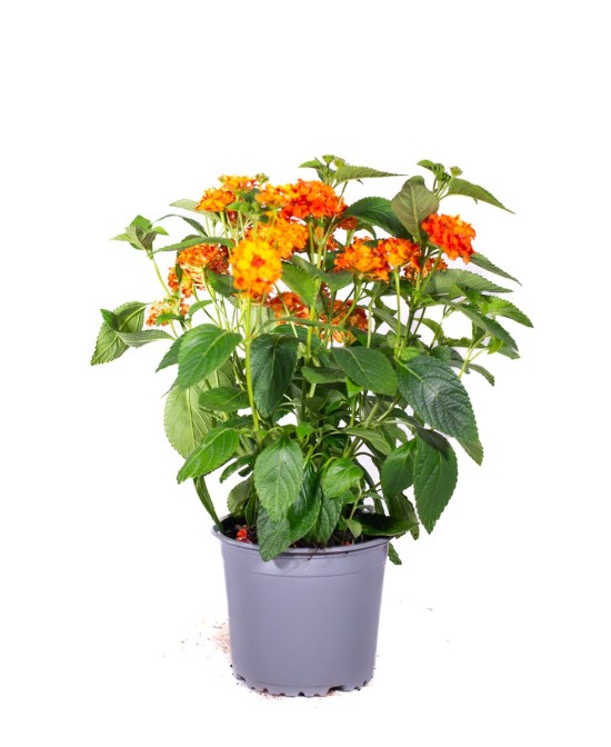 Lantana M13 KM0  Flores Vibrantes y Resistencia | Endanea Garden

