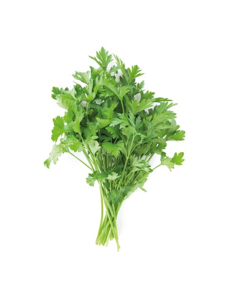 Perejil Hoja Lisa Fresco y Natural  Cultiva y Cocina con Calidad | Endanea Garden