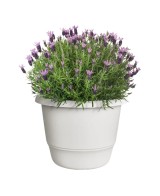 Maceta Redonda Amiga Blanco Sedoso 40cm  Elegancia y Resistencia | Endanea Garden

