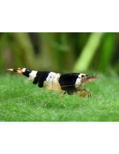 CARIDINA CRYSTAL BLACK