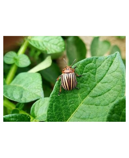 Insecticida Sistémico Epinsel 100ml | Eficaz Contra Cochinillas, Pulgones y Más

