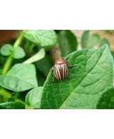 Insecticida Sistémico Epinsel 100ml | Eficaz Contra Cochinillas, Pulgones y Más

