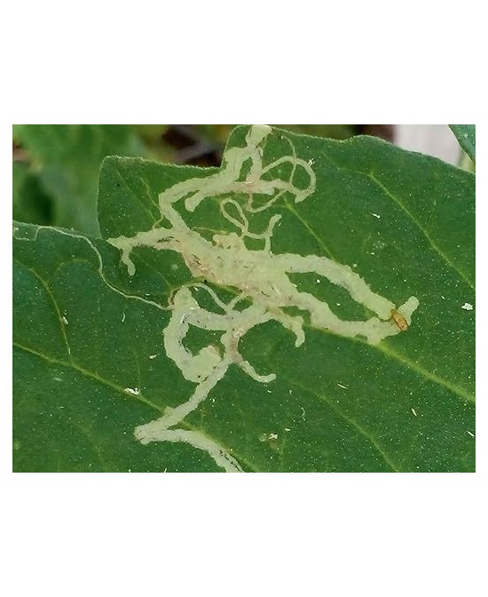 Insecticida Sistémico Epinsel 100ml | Eficaz Contra Cochinillas, Pulgones y Más

