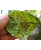 Insecticida Sistémico Epinsel 100ml | Eficaz Contra Cochinillas, Pulgones y Más

