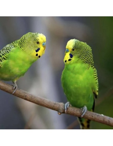 PERIQUITO COMUN, Melopsittacus Undulatus