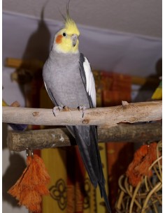 NINFA GRIS NYMPHICUS HOLLANDICUS