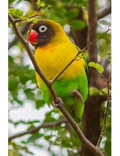 INSEPARABLE ENMASCARADO AGAPORNIS PERSONATA