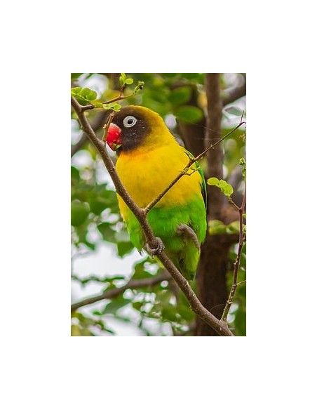 INSEPARABLE ENMASCARADO AGAPORNIS PERSONATA