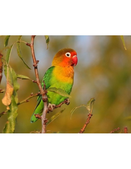 INSEPARABLE DE FISCHER AGAPORNIS FISCHERII