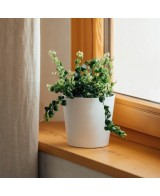 Maceta Cometa 18,5x18 cm Blanco Diseño Moderno Elegante para Interiores y Exteriores