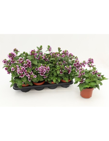 CUPHEA PROCUMBENS SWEET TALK LAVENDER SPLASH M13
