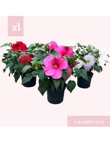 HIBISCUS M23