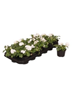 IMPATIENS WALL SINGLE BLANCO M9
