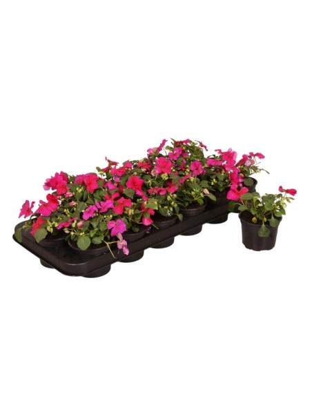 IMPATIENS WALL SINGLE MORADO M9
