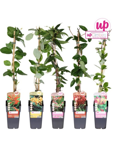 LONICERA MIX