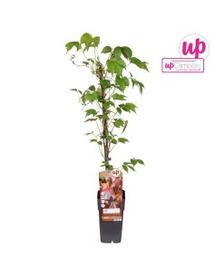 PARTHENOCISSUS TR VEITHCII M15