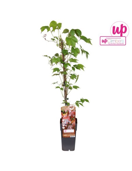 PARTHENOCISSUS TR VEITHCII