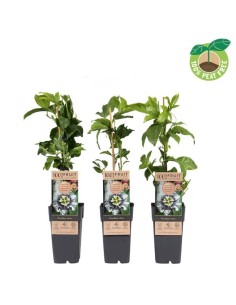 PASSIFLORA EDULIS M15