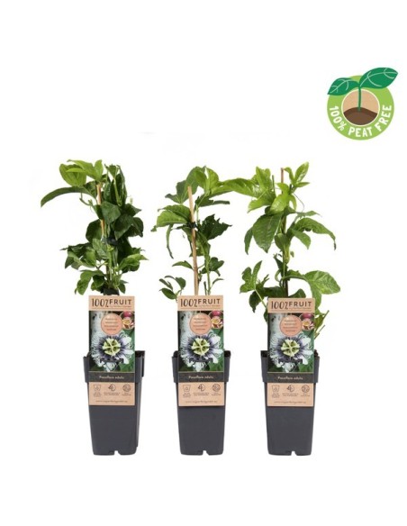 PASSIFLORA EDULIS M15