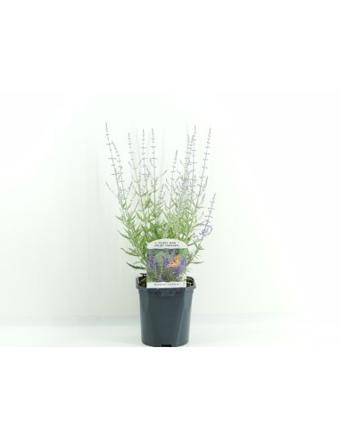 PEROVSKIA ATRA LACEY BLUE M17