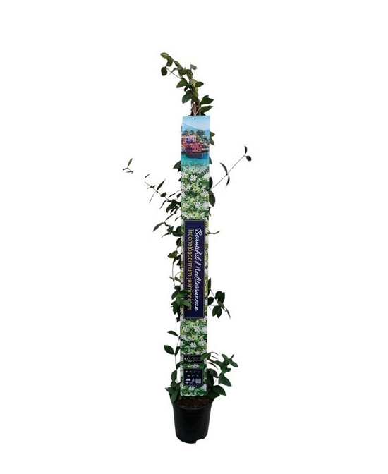 TRACHELOSPERMUM JASMINOIDES XXL M17