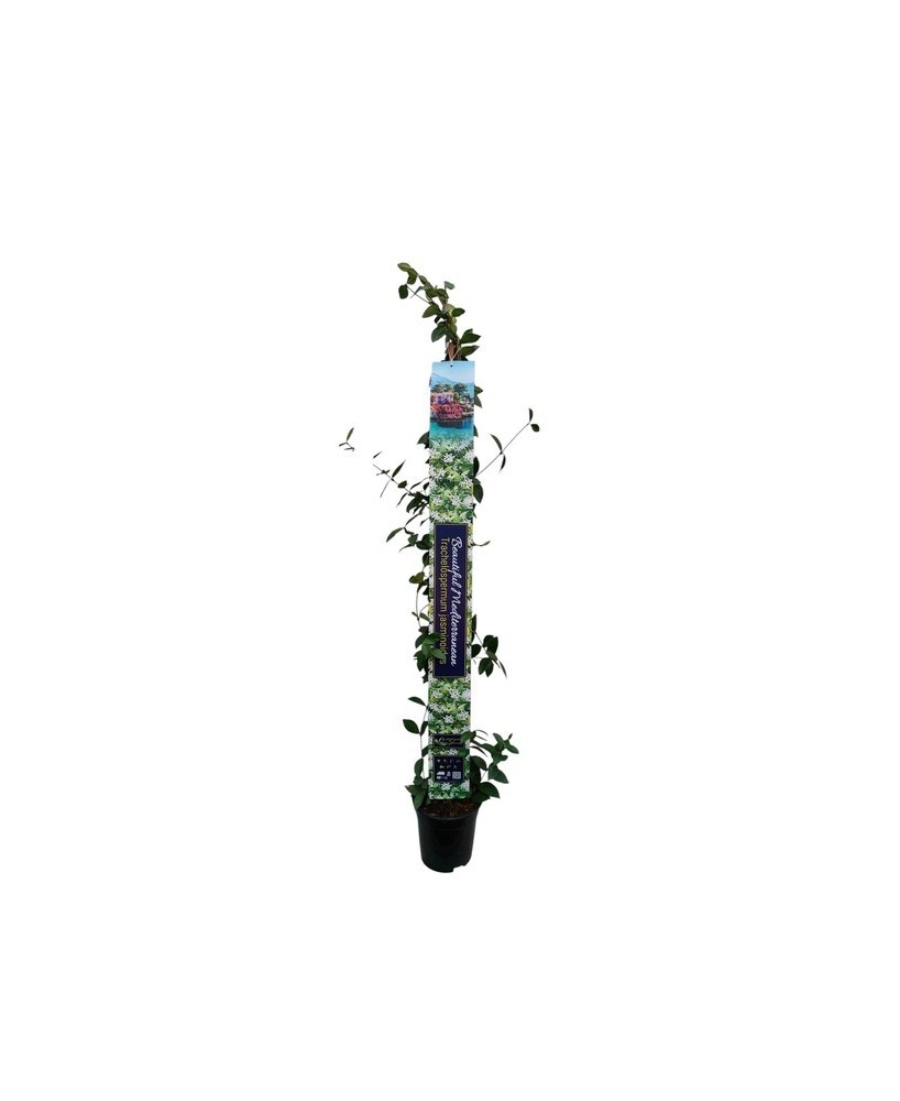 TRACHELOSPERMUM JASMINOIDES XXL M17