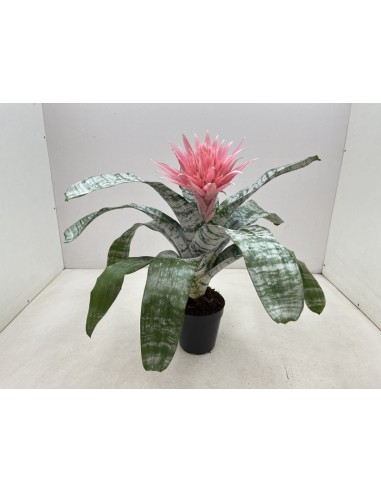 AECHMEA FASCIATA PRIMERA XL M15 ROSA