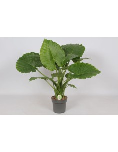Alocasia Gageana California M21 Planta Tropical de Interior Hojas Grandes