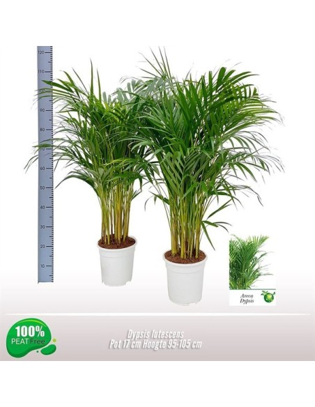 Areca Dypsis lutescens M17 palmera de interior elegante | Endanea Garden