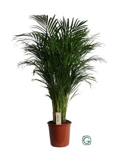 Areca (Dypsis lutescens)  Palmera Bambú de Interior Purificadora y Fácil Cuidado 2