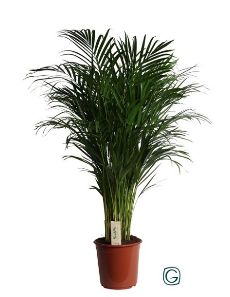 Areca (Dypsis lutescens)  Palmera Bambú de Interior Purificadora y Fácil Cuidado
