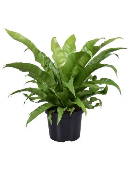 ASPLENIUM ANTIQUUM M23