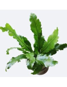 ASPLENIUM NIDUS CAMPIO M17