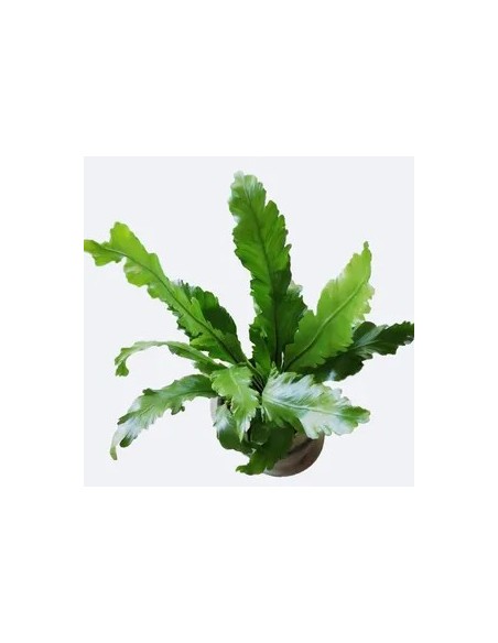 ASPLENIUM NIDUS CAMPIO M17