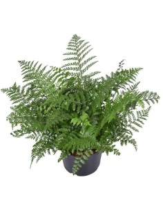ASPLENIUM PARVATI M23