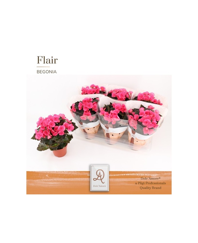 Begonia Elatior Adonia Dark Pink planta ornamental interior con flor rosa oscuro