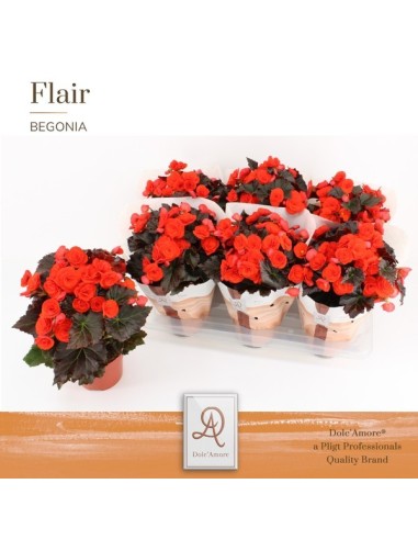 Begonia Elatior Mocca Orange M14 Planta de Interior Flores Naranja y Hojas Chocolate