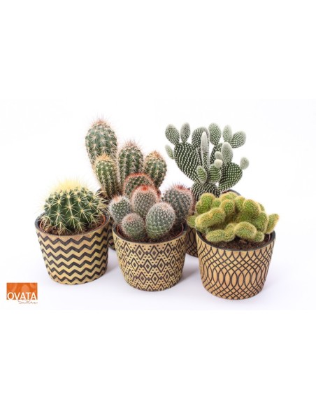 CACTUS MIX IN CANCUN M14