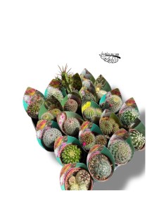 CACTUS FLOWERING MIX M5.5