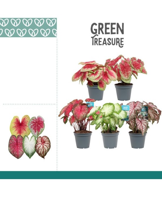 Caladium Mix M17 Planta de Interior Follaje Multicolor Verde Rojo Rosa Blanco