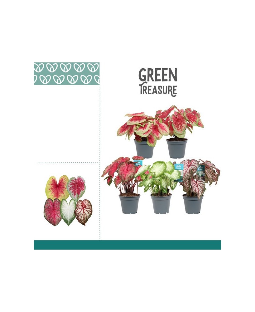 Caladium Mix M17 Planta de Interior Follaje Multicolor Verde Rojo Rosa Blanco