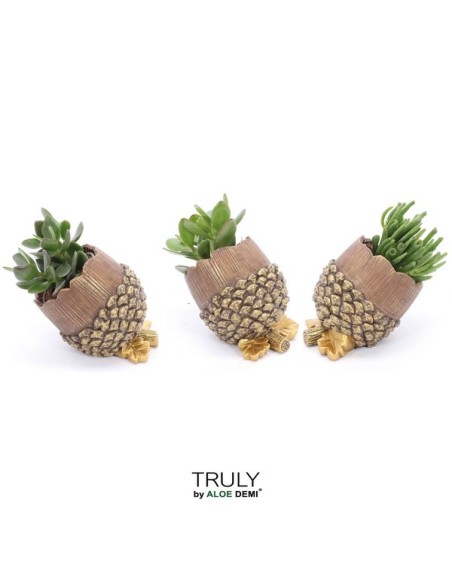 COMPO CRASSULA PINECONE M16